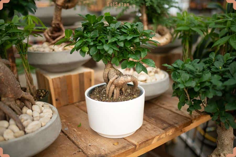 خرید گیاه بونسای + قیمت فروش استثنایی